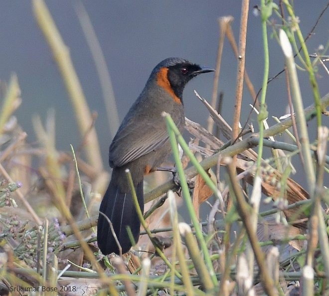 Rufous-necked Laughingthrush - ML379705511