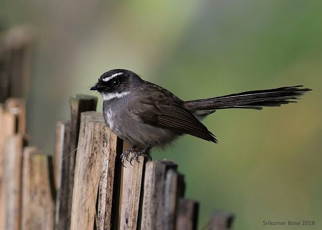 White-throated Fantail - ML379705531