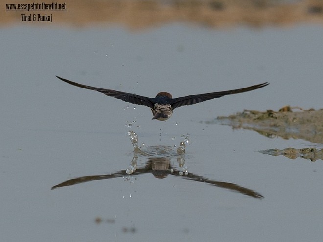 Streak-throated Swallow - Pankaj Maheria