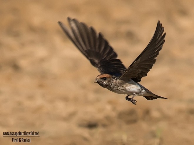 Streak-throated Swallow - Pankaj Maheria