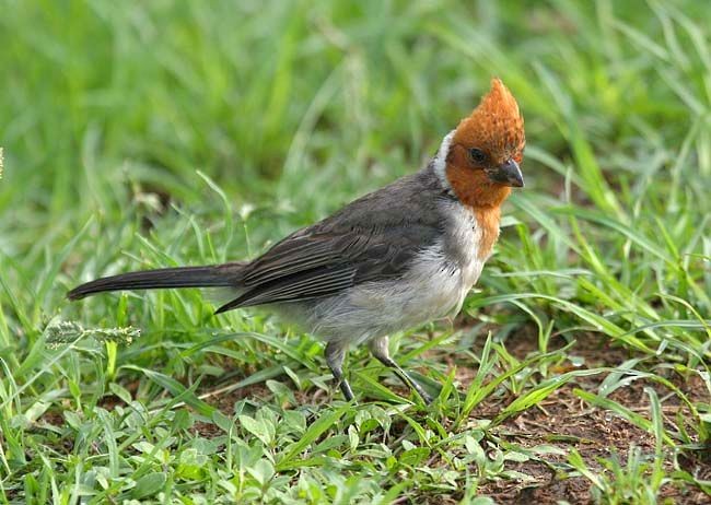 Red-crested Cardinal - ML379705791