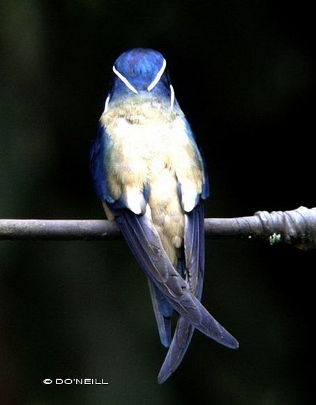 Whiskered Treeswift - ML379706201