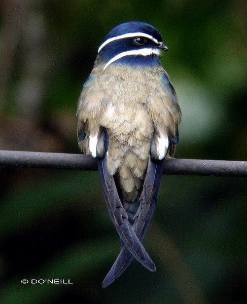 Whiskered Treeswift - ML379706211