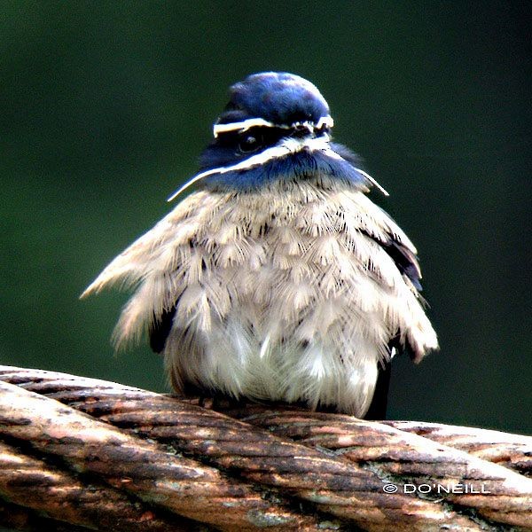 Whiskered Treeswift - ML379706231