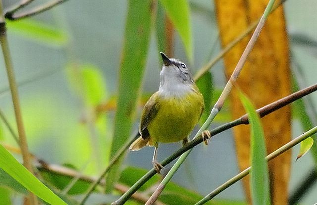 Yellow-bellied Warbler - ML379706251