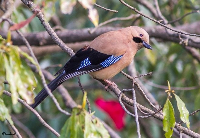 Eurasian Jay (Himalayan) - ML379706881