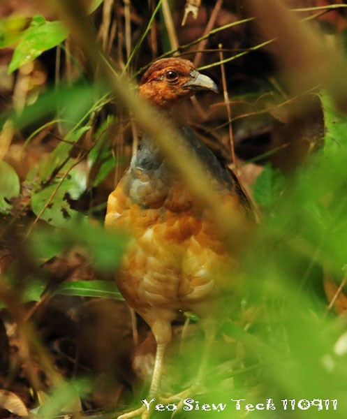 Long-billed Partridge - ML379706921