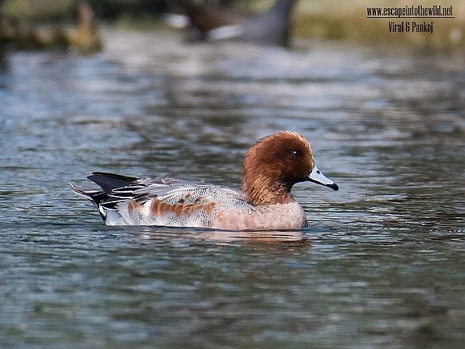 Eurasian Wigeon - ML379707001