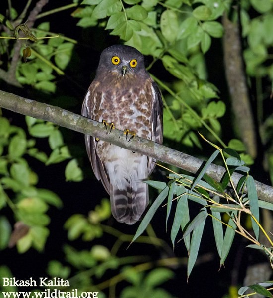 Brown Boobook - ML379707171