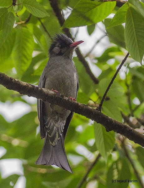 Black Bulbul - ML379707191