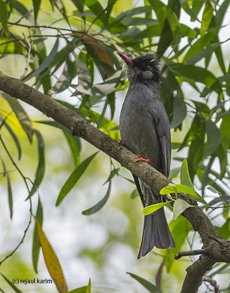 Black Bulbul - ML379707201