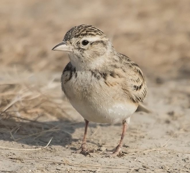 Greater Short-toed Lark - ML379707241