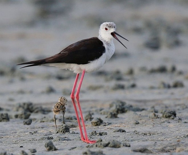 Black-winged Stilt - ML379707361