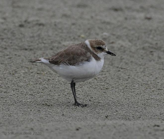 Kentish Plover - ML379707391