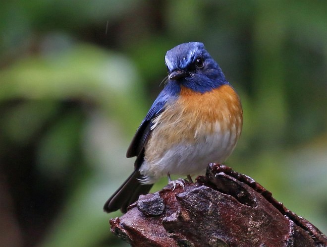 Chinese Blue Flycatcher - ML379707411