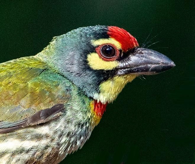 Coppersmith Barbet - Nikhil Devasar