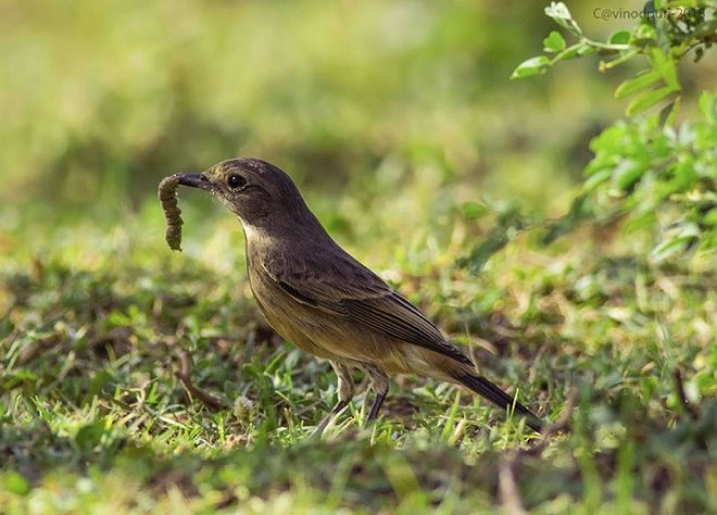 Pied Bushchat - ML379707641