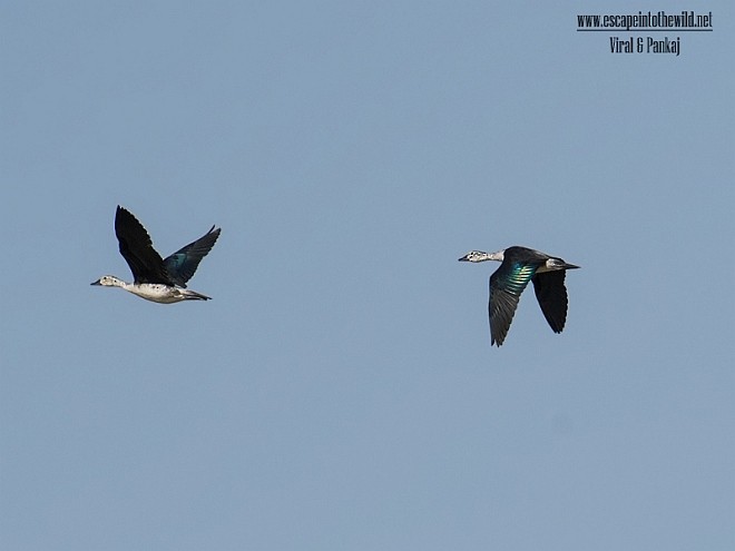 Knob-billed Duck - ML379707661