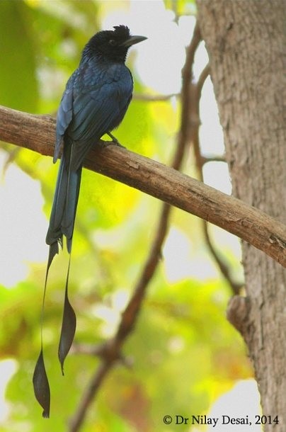 Greater Racket-tailed Drongo - ML379707751
