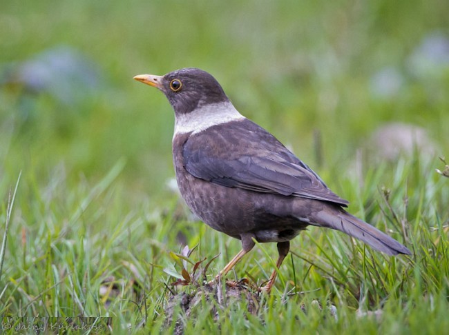 White-collared Blackbird - ML379707811