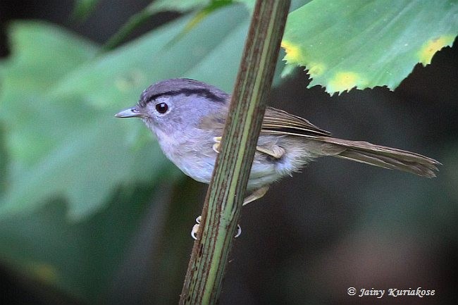 Mountain Fulvetta - ML379708021