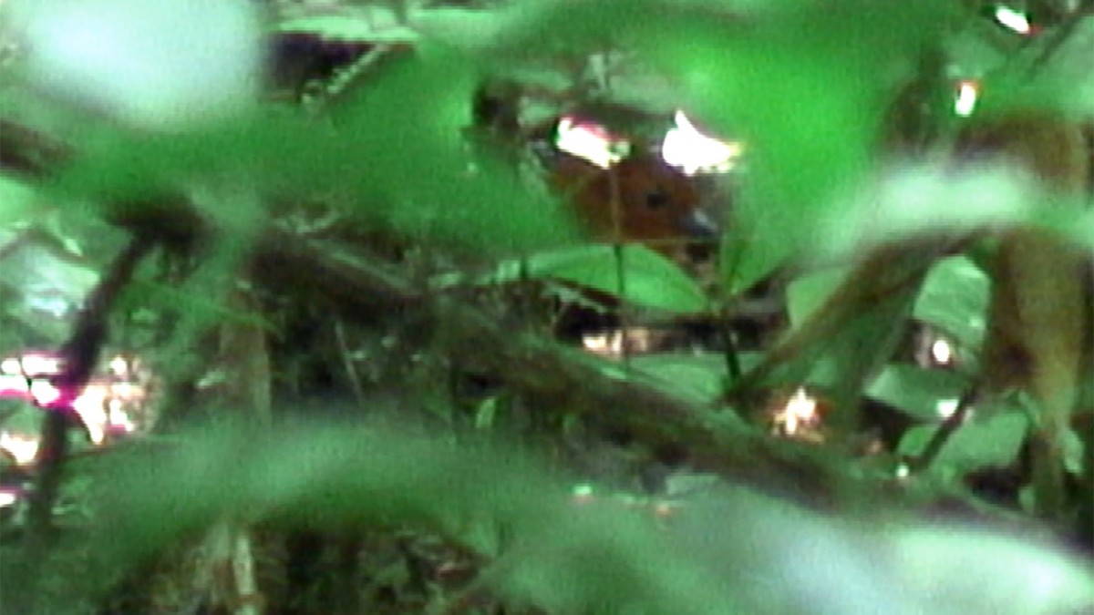 chřástalík běloskvrnný (ssp. centralis) - ML379708291