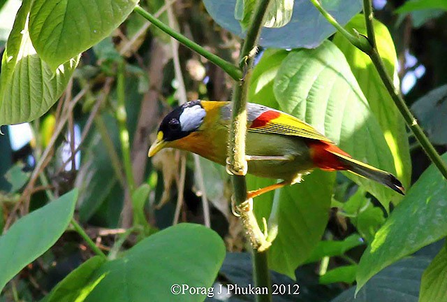 Silberohr-Sonnenvogel - ML379708311