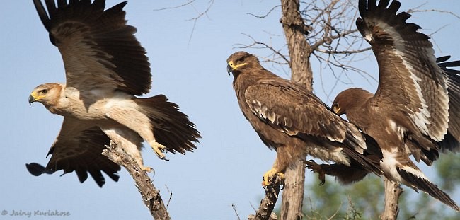 Steppe Eagle - ML379708691