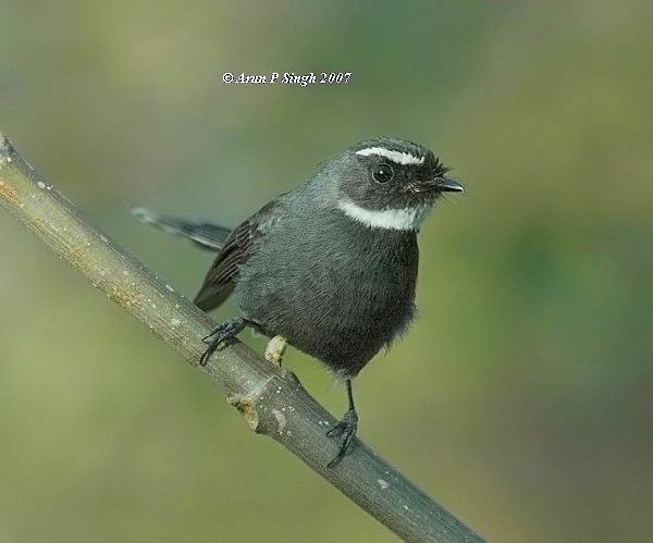 White-throated Fantail - ML379708721