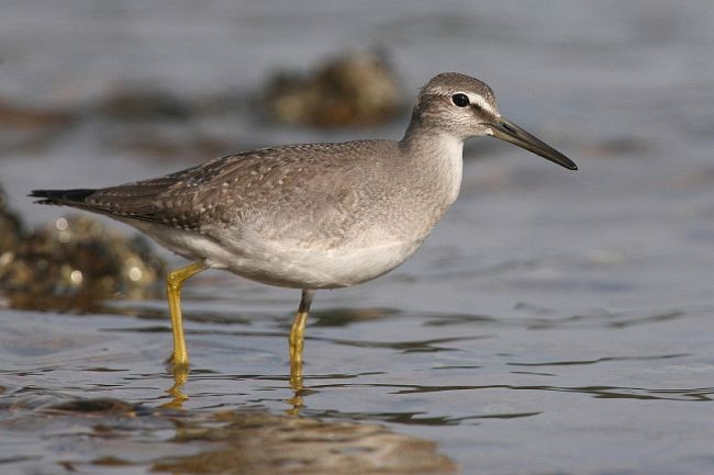 Gray-tailed Tattler - ML379708891