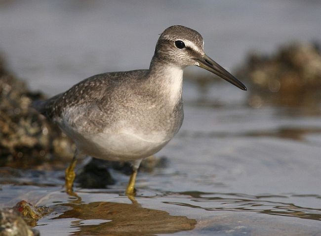 Gray-tailed Tattler - ML379708901