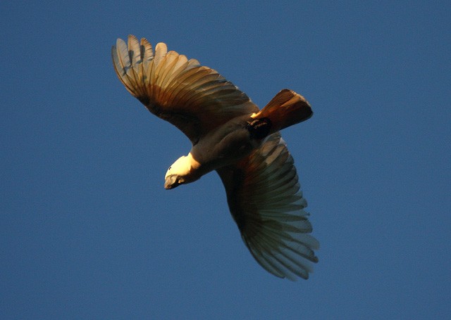 Salmon-crested Cockatoo - ML379709331