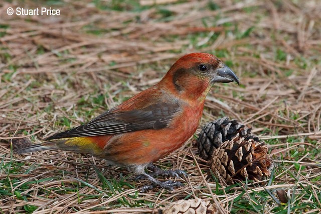 Red Crossbill (Japanese) - ML379709581