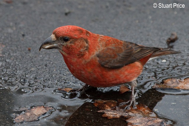 Red Crossbill (Japanese) - Stuart Price