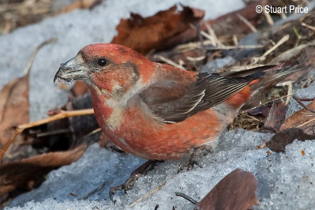 Red Crossbill (Japanese) - ML379709611