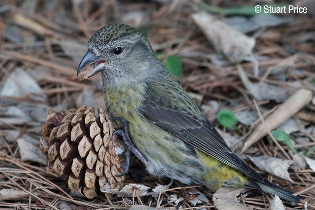 Red Crossbill (Japanese) - ML379709621