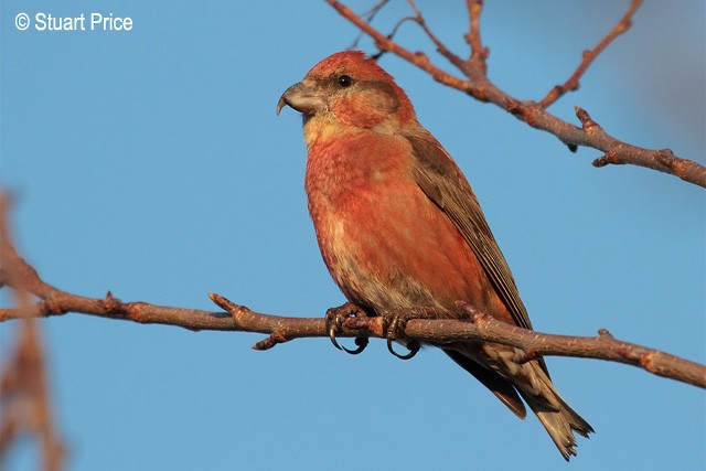 Red Crossbill (Japanese) - ML379709631
