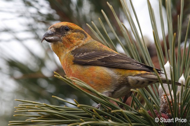 křivka obecná (ssp. japonica) - ML379709651