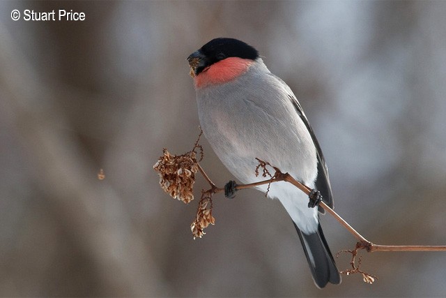 Eurasian Bullfinch (Baikal) - ML379709691