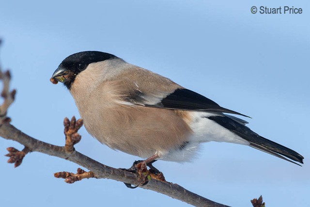 Eurasian Bullfinch (Baikal) - ML379709701