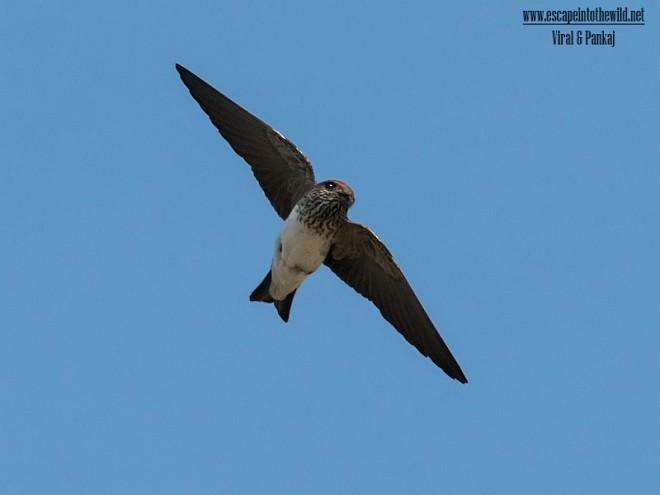 Streak-throated Swallow - Pankaj Maheria