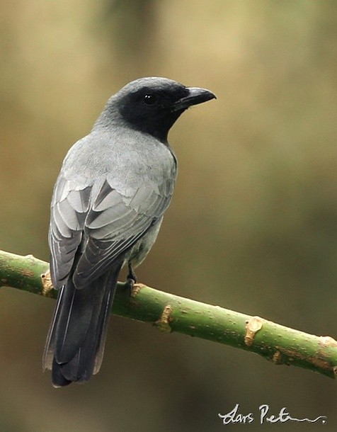 Sunda Cuckooshrike - Lars Petersson | My World of Bird Photography