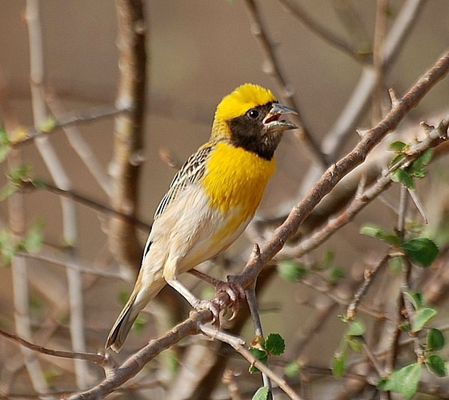 Baya Weaver - ML379710031