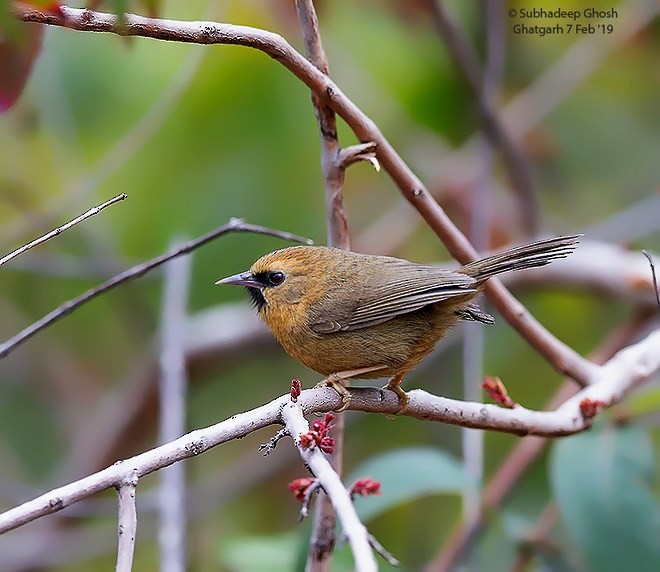 Black-chinned Babbler - ML379710071