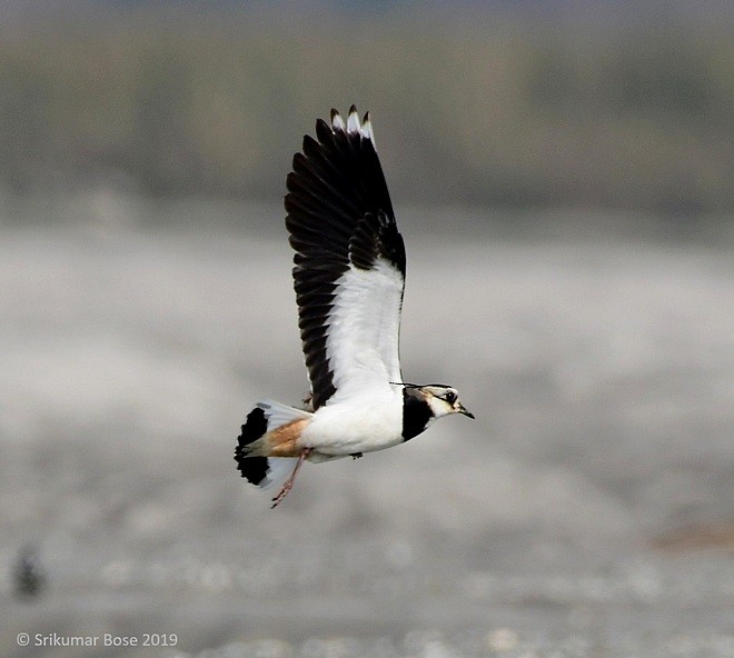 Northern Lapwing - ML379710091