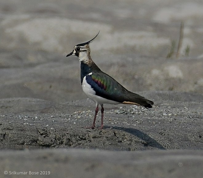 Northern Lapwing - ML379710111