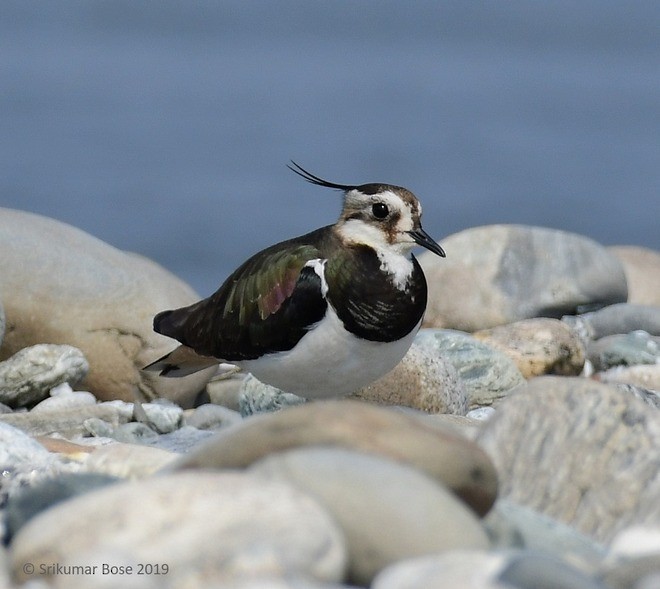Northern Lapwing - ML379710121