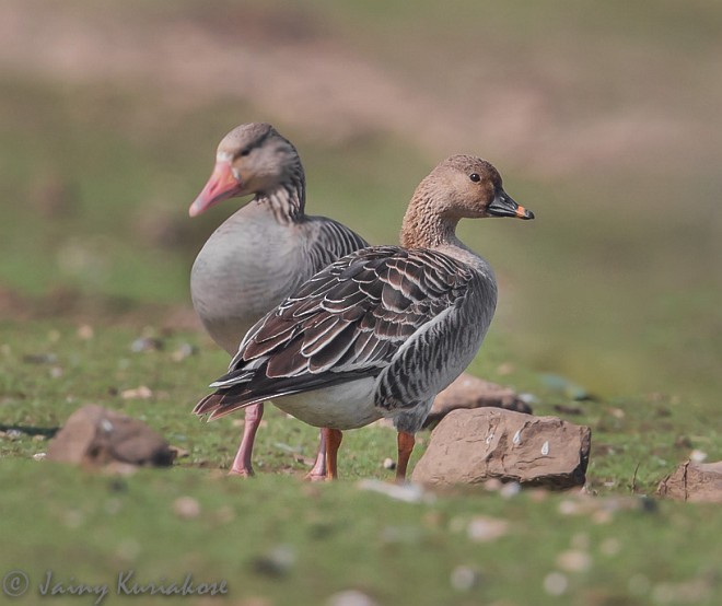 Tundra Bean-Goose - ML379710171