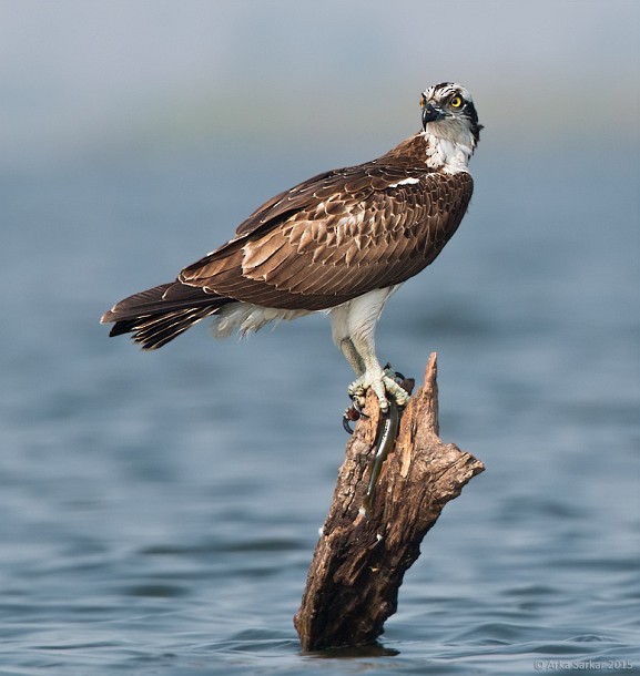 Osprey (Eurasian) - ML379710231