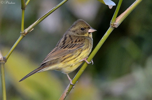 Black-faced Bunting - ML379710301